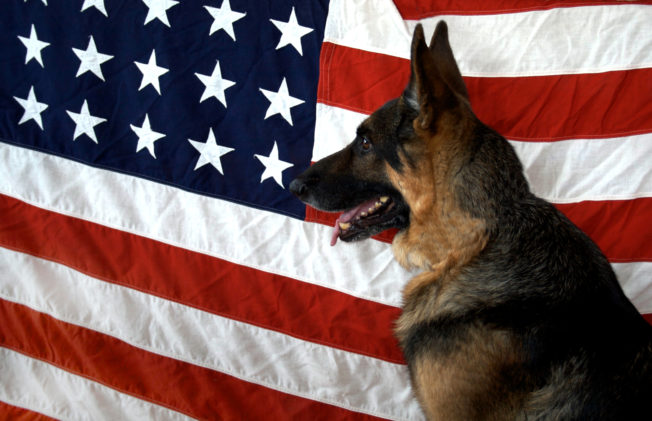 Dog stands near the USA flag