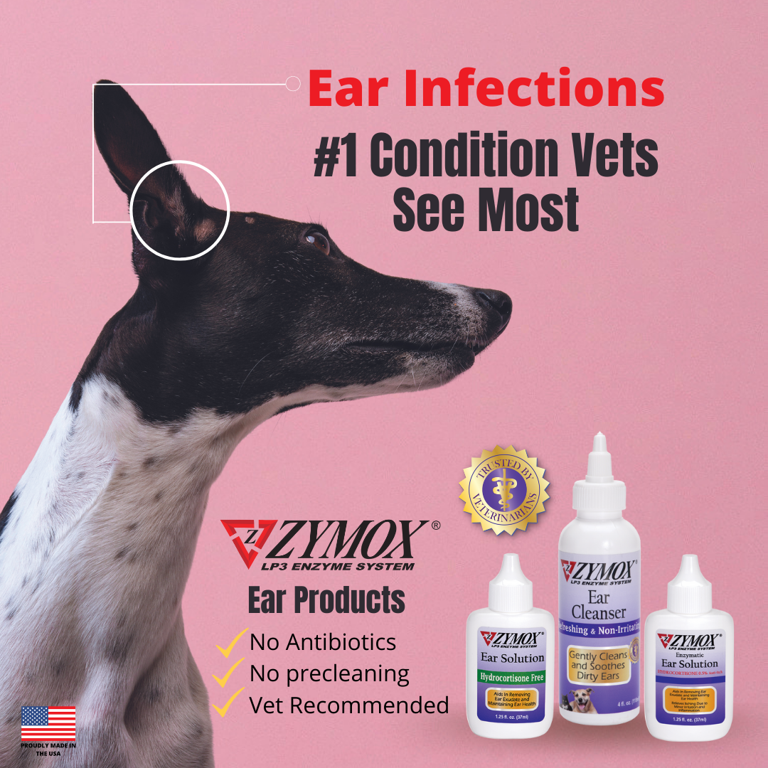 Fish antibiotics for dog ear infection hotsell