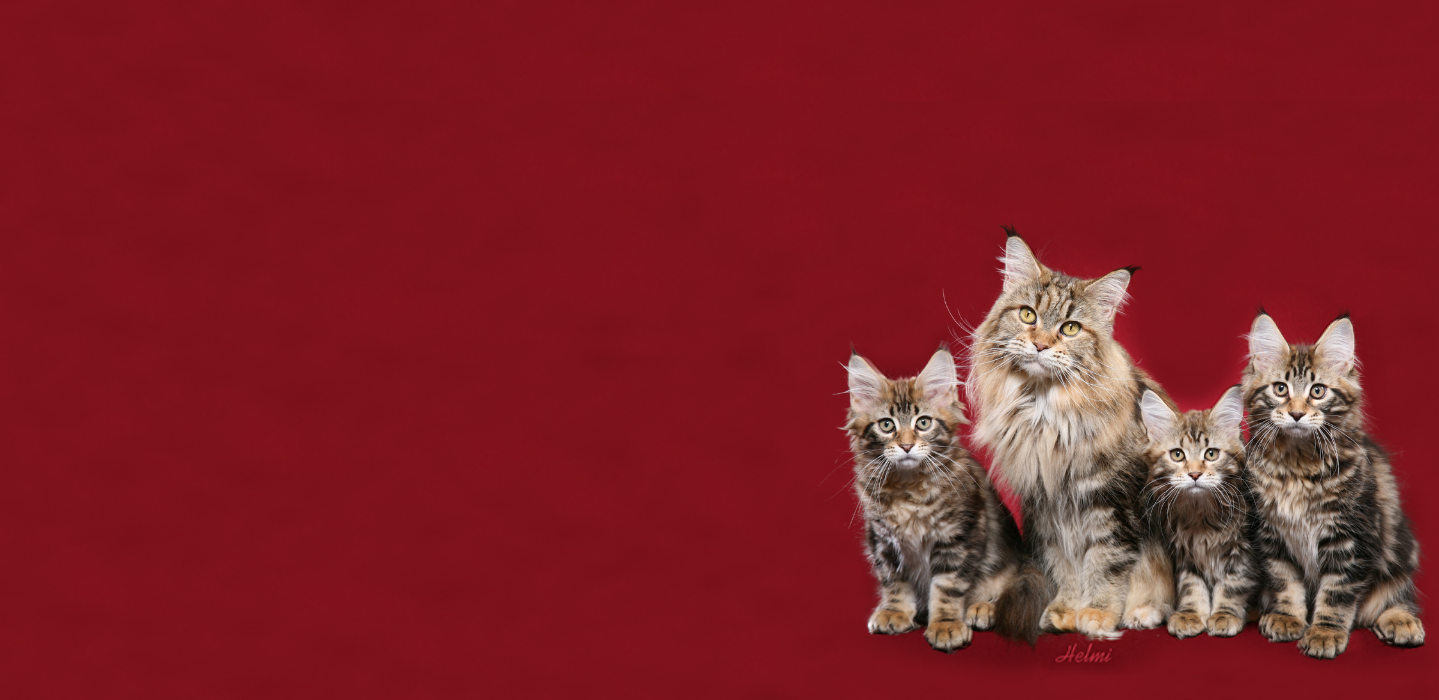 Cat-and-Kitten-Product-Page-Banner-Extended-1